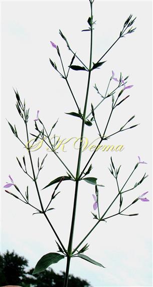  Inflorescence